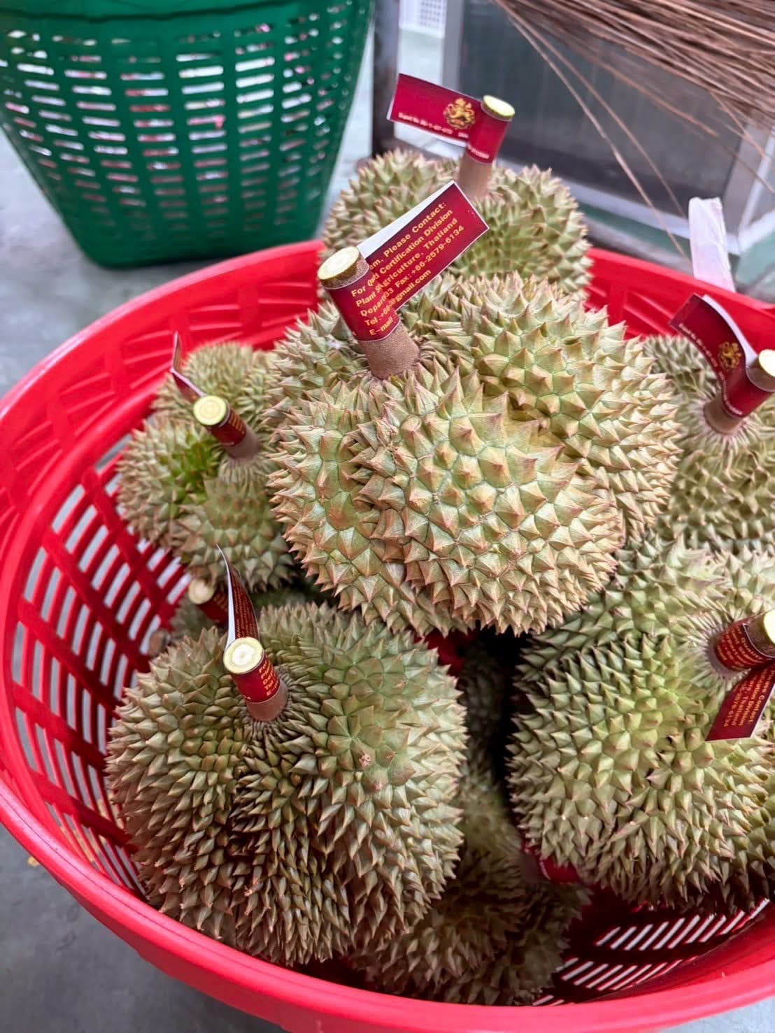 ทุเรียนคัดสรรสำหรับโปรแกรมส่งออก