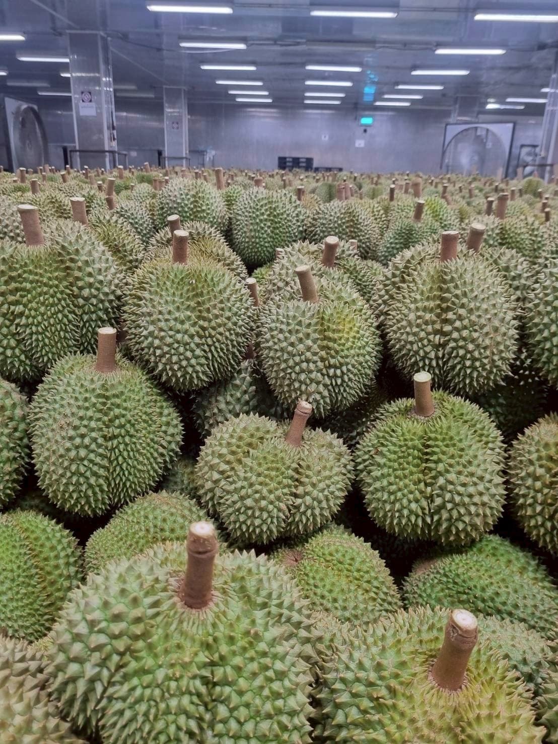 ทุเรียน